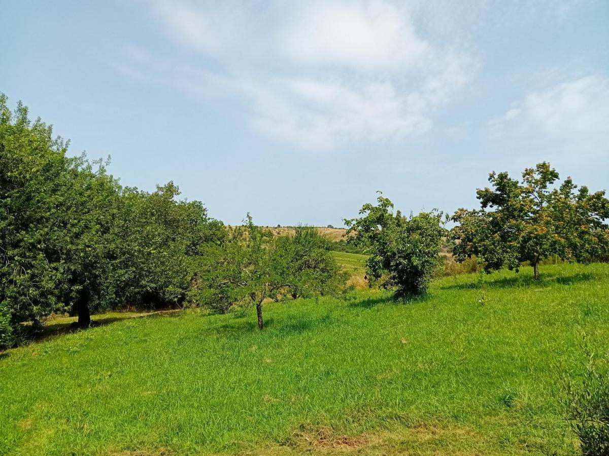 Borgo De' Muracci Ribolla Luaran gambar